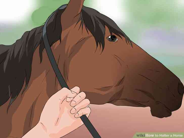 Image intitulée Licol Cheval Étape 7